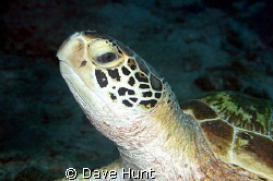 This turtle doesn't think much of me.  Steve's Bommie, Gr... by Dave Hunt 